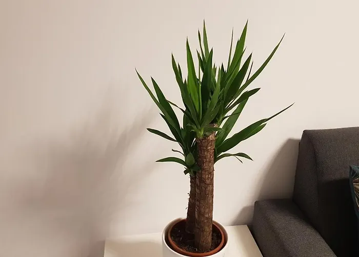 Apartment Amik Apartament-night View *